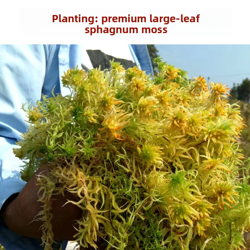 Sphagnum Moss Dry - Gedroogd Sphagnummos van kwaliteit A, natuurlijke