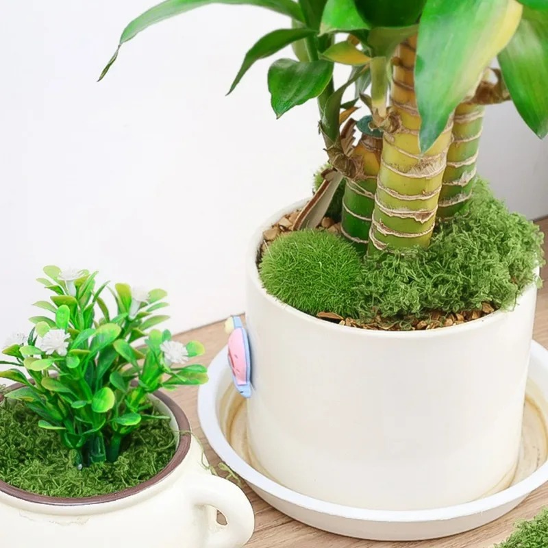 50/300G DIY Nep Mos Gras Eeuwi - Sphagnum Moss Dry recensie en prijs